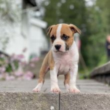 American Staffordshire Terrier puppies for sale