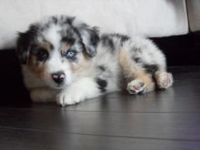 Australian Shepherd puppies for sale