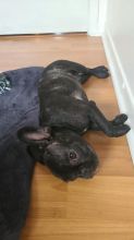 Beautiful 6 Month-old, Male Miniature Breed French Bulldog For Sale in Toronto, Ontario