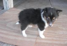 Beautiful Shetland Sheepdog Puppies For Rehoming