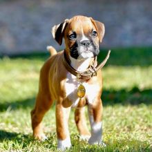 Boxer puppies for sale