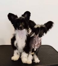 Chinese Crested dog for sale