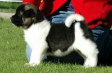 cute and adorable male and female Bernese Mountain Dog