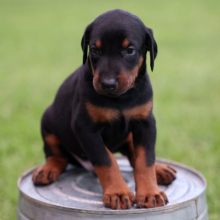 Doberman Pincher puppies for sale