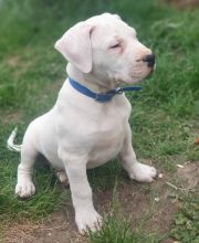 Dogo Agentino puppies for sale