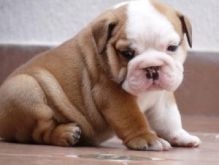 English Bulldog Puppies for Adoption