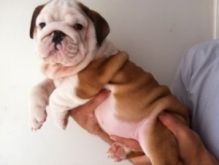 English bulldog puppies for sale