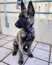 German Shepherd puppies for sale