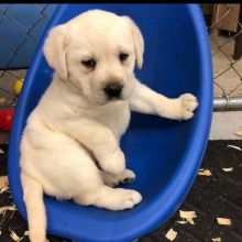 Home Trained Labrador Retriever Puppies