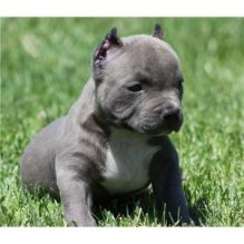 male and female pit bull puppies