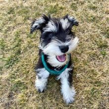 Mini Schnauzer puppies for sale