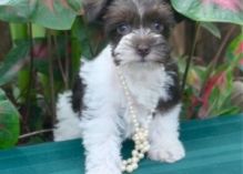 Miniature Schnauzer Puppies For Adoption