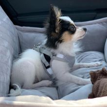 Papillon puppies for sale