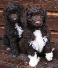 Portuguese Water dog puppies for sale