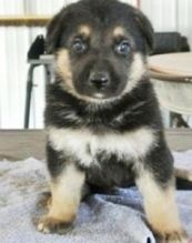 Quality German Shepherd puppies