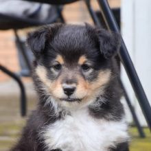 Shetland Sheepdog puppies for sale