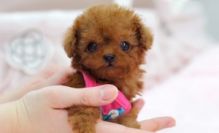 TOY POODLE PUPPIES