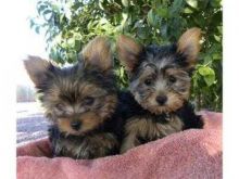 Yorkshire Terrier Puppies