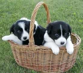 Adorable Border Collie pups Image eClassifieds4u