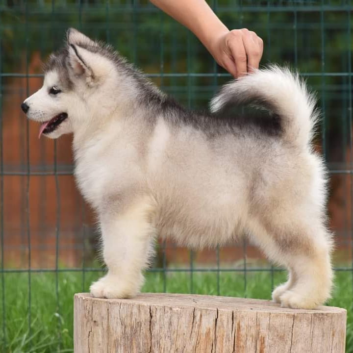 Alaskan Malamute puppies for sale Image eClassifieds4u