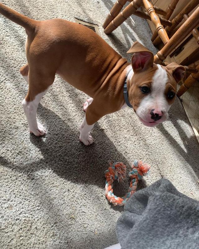 American Pitbull puppies for sale Image eClassifieds4u