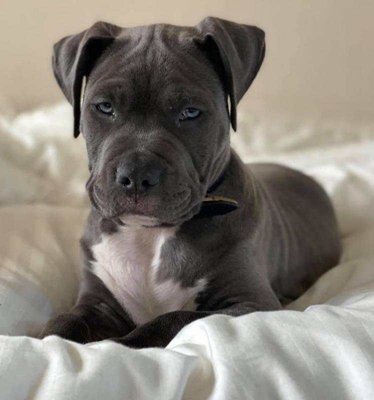 American Staffordshire Terrier puppies for sale Image eClassifieds4u
