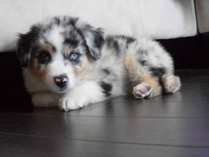 Australian Shepherd puppies for sale Image eClassifieds4u