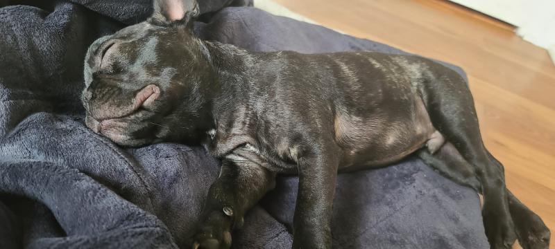 Beautiful 6 Month-old, Male Miniature Breed French Bulldog For Sale in Toronto, Ontario Image eClassifieds4u