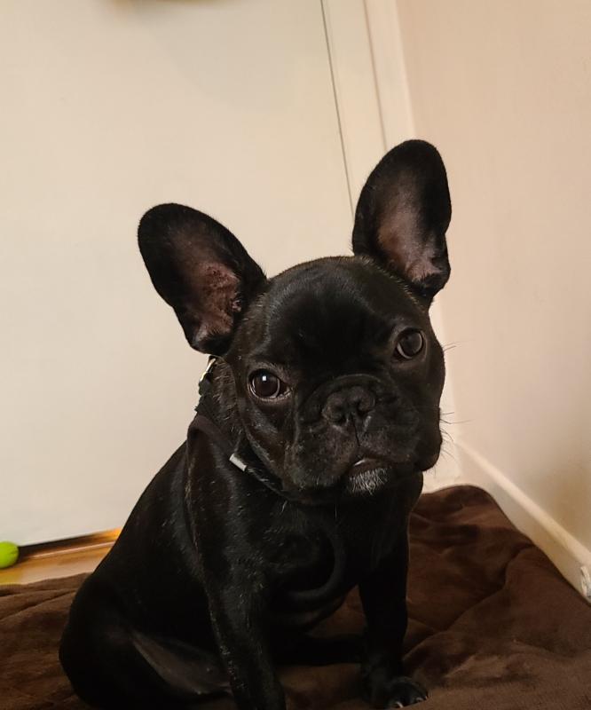 Beautiful 6 Month-old, Male Miniature Breed French Bulldog For Sale in Toronto, Ontario Image eClassifieds4u