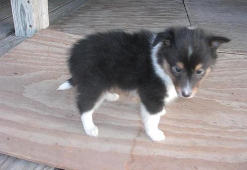 Beautiful Shetland Sheepdog Puppies For Rehoming Image eClassifieds4u