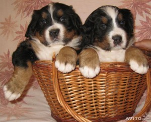 cute and adorable male and female Bernese Mountain Dog Image eClassifieds4u