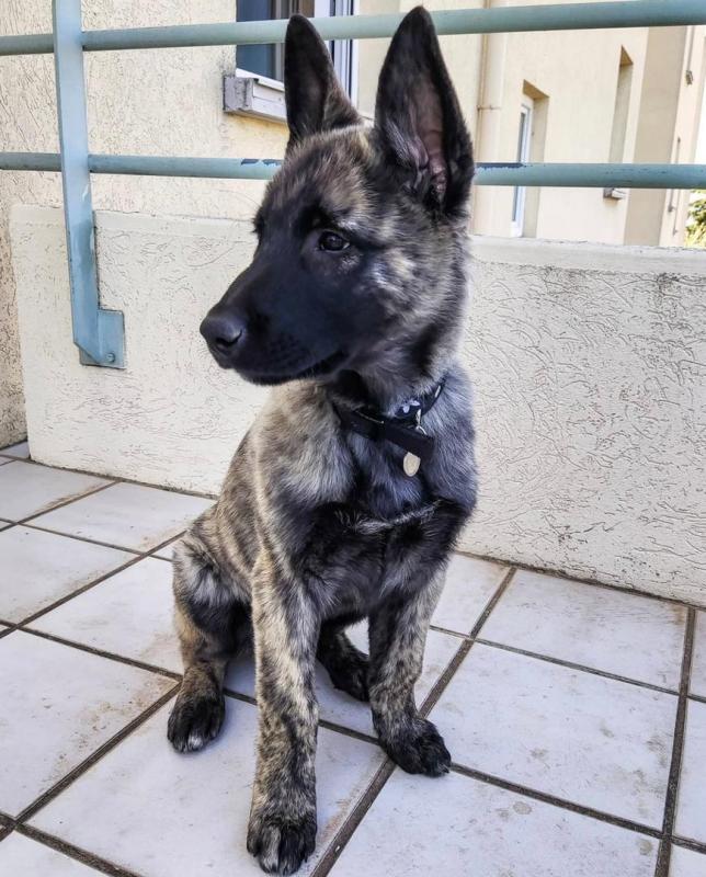 German Shepherd puppies for sale Image eClassifieds4u