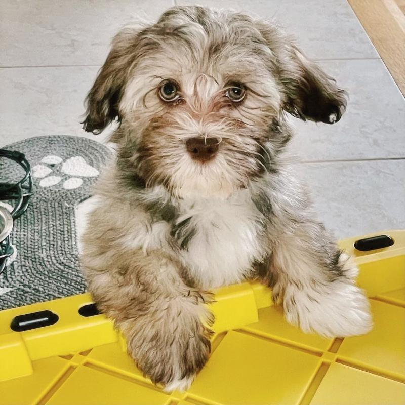 Havanese puppies for sale Image eClassifieds4u