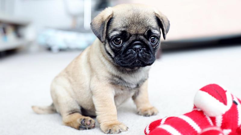 Lovely Pug Puppies for adoption Image eClassifieds4u
