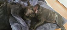 Beautiful 6 Month-old, Male Miniature Breed French Bulldog For Sale in Toronto, Ontario Image eClassifieds4u 3