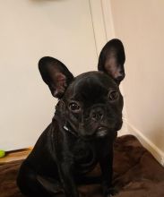 Beautiful 6 Month-old, Male Miniature Breed French Bulldog For Sale in Toronto, Ontario Image eClassifieds4u 4