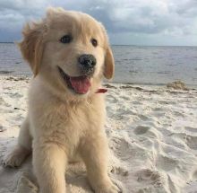 Golden retriever puppies for sale Image eClassifieds4U