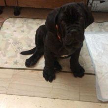 Napolitan Mastiff puppies for sale Image eClassifieds4U