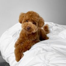 Poodle puppies for sale Image eClassifieds4U