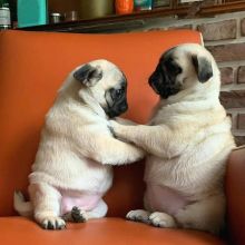 Pug puppies for sale Image eClassifieds4U