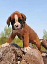 Red and White Boxer Puppies Image eClassifieds4U