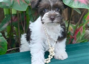 Miniature Schnauzer Puppies For Adoption Image eClassifieds4u
