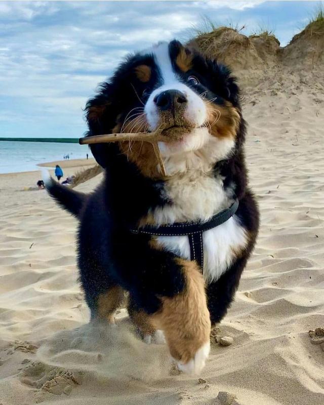 Outstanding Bernese Mountain Puppies for sale Image eClassifieds4u