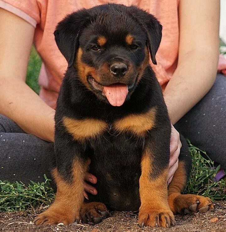 ROTTWEILLER PUPPY for SALE Image eClassifieds4u