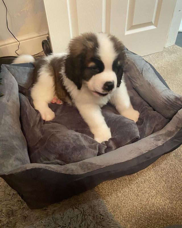 Saint Bernard puppies for sale Image eClassifieds4u