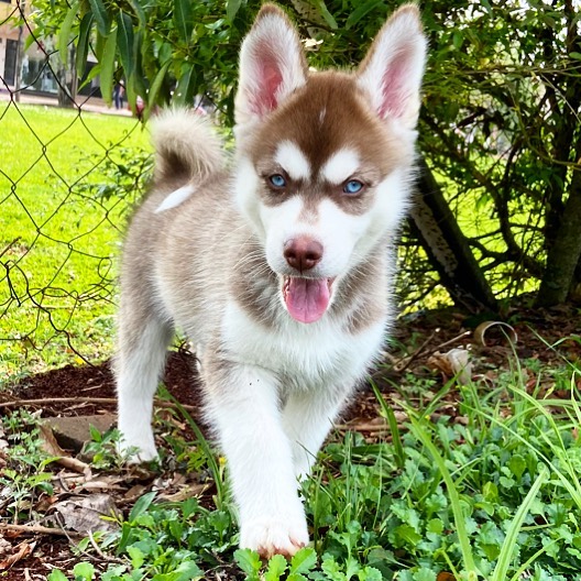 Siberian Husky puppies for sale Image eClassifieds4u