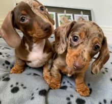 Dachshund Puppies For Adoption (brownlesly808@gmail.com)