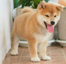 SHIBA INU PUPPIES AVAILABLE FOR ADOPTION (smithaiden723@gmail.com)