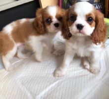 Adorable Cavalier king charles spaniel puppies for adoption!!Email ( (tylerjame00gmail.com)