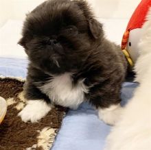 Adorable purebred Pekingese pups for sale